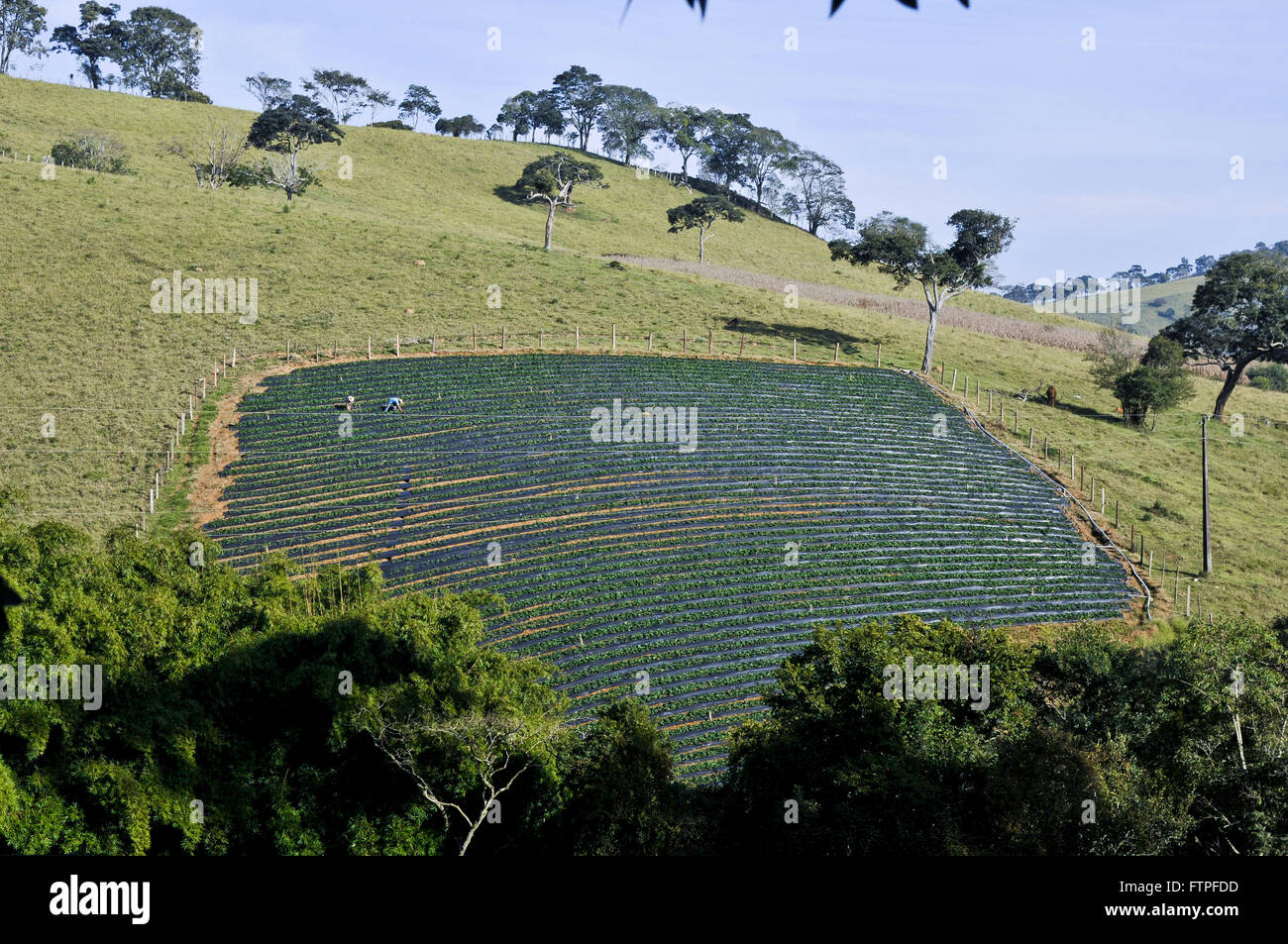 Plantation de fraises dans la ville rurale de souches de Moji - région sud de Minas Gerais Banque D'Images