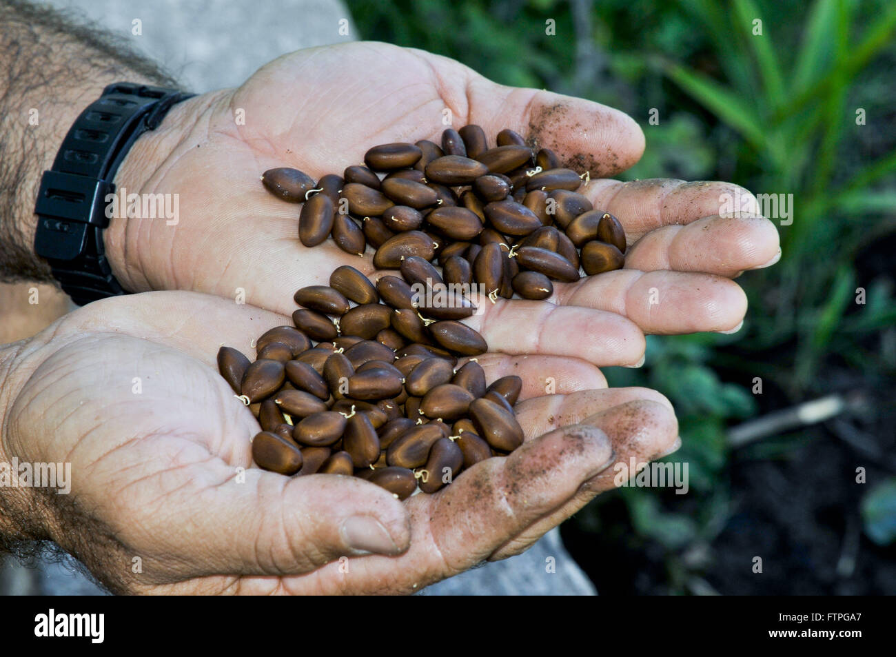 Graines de lotte - Enterolobium contortisiliquum Banque D'Images