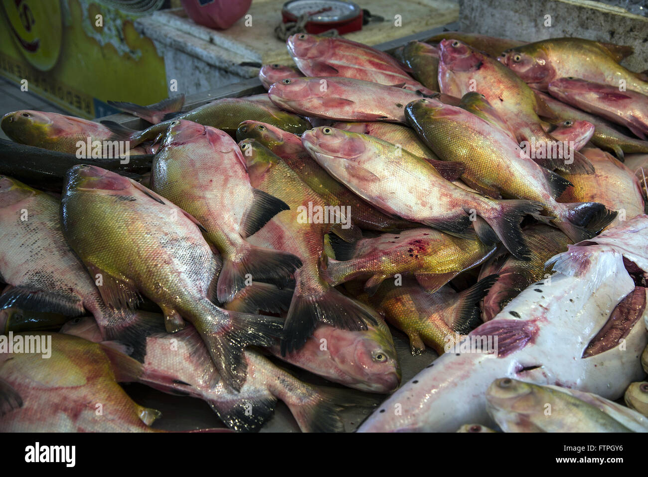 Vente de poisson amazonien dans la région du port de Ceasa Banque D'Images