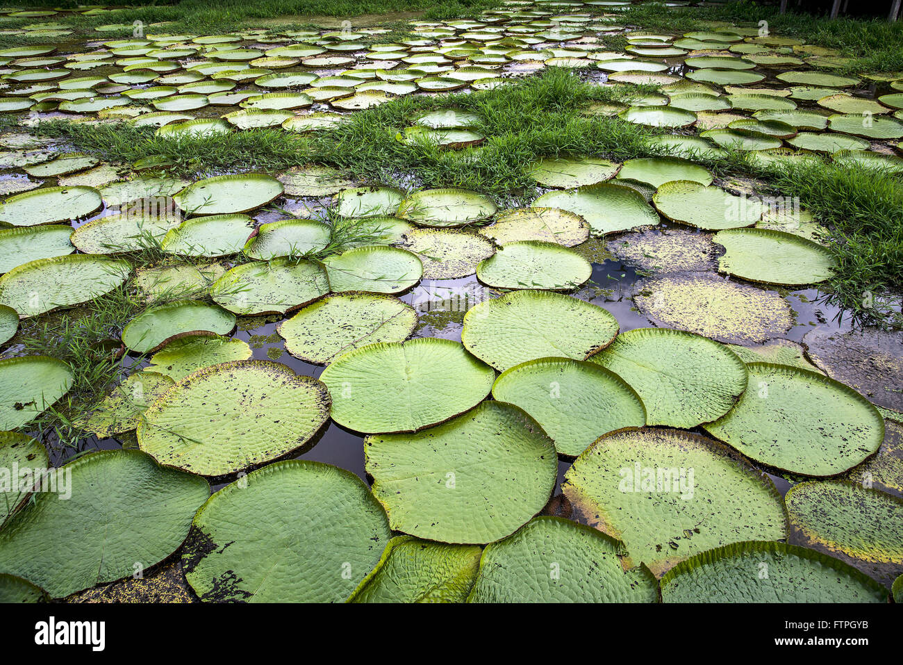 Vitoria-regia - plante aquatique typique de l'amazonie Banque D'Images