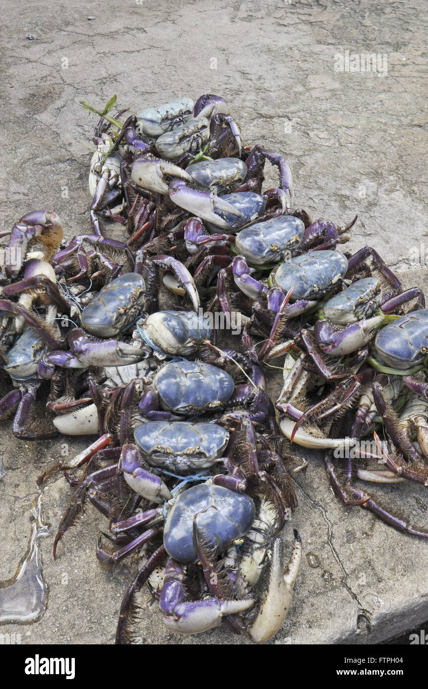 Les crabes sur l'affichage pour la vente au marché municipal Banque D'Images