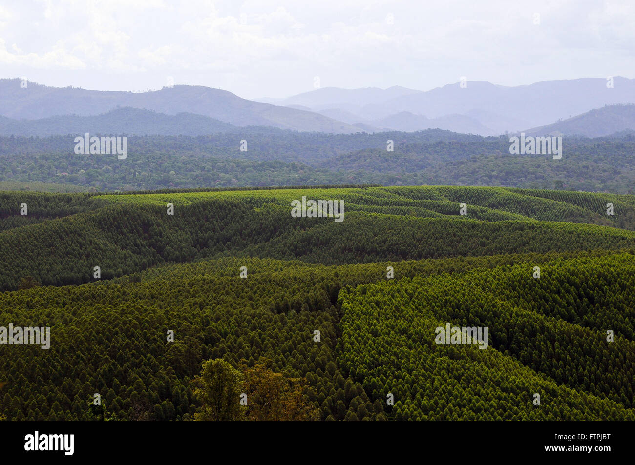 Plantation d'eucalyptus arbres entourant le Rio Doce State Park Banque D'Images