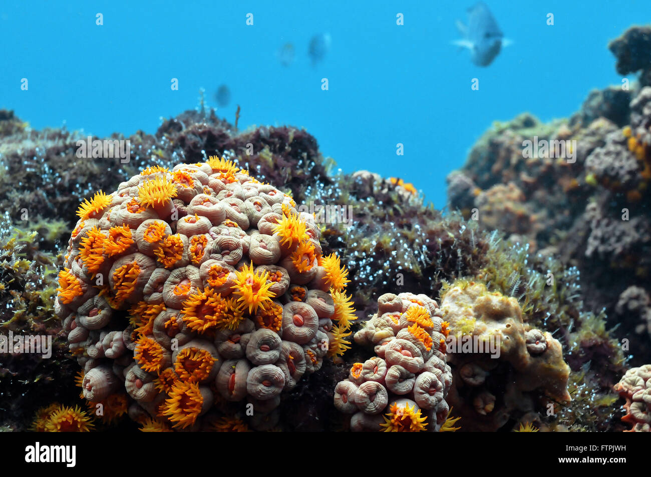 Photos sous-marines sur la côte brésilienne - sun coral - Ogcocephalus vespertilio Banque D'Images