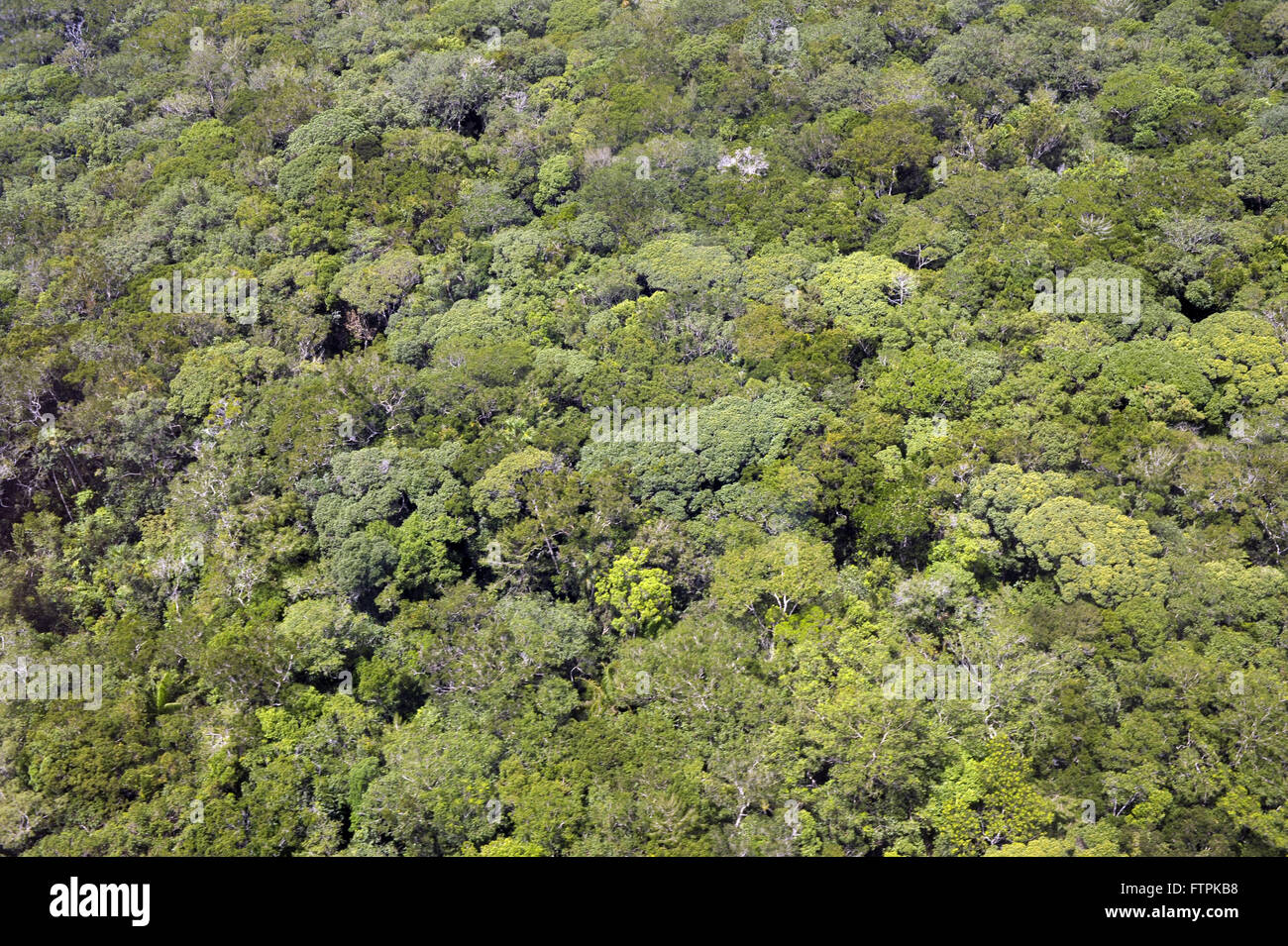 Vue aérienne de la forêt de la Sierra Youth National Park Banque D'Images