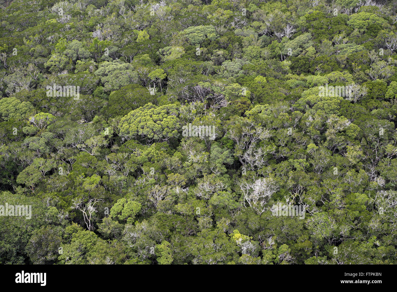 Vue aérienne de la forêt de la Sierra Youth National Park Banque D'Images