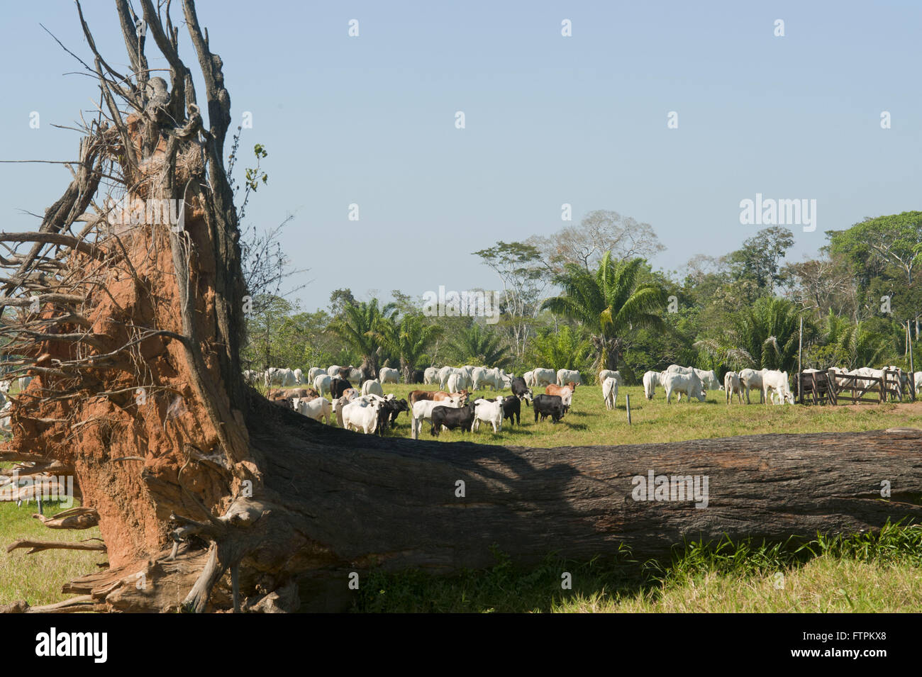 Caida Castanheira et création de bovins dans la zone déboisée amazon - Acre Banque D'Images