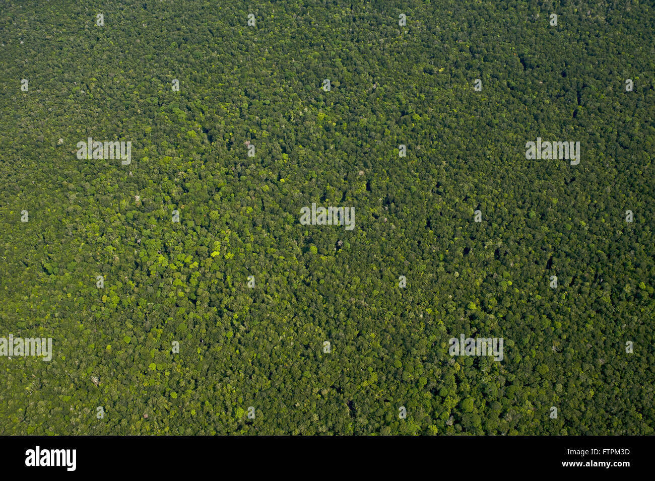 Vue aérienne de la forêt amazonienne dans le Parc National Pico da Neblina - le point le plus élevé au Brésil Banque D'Images