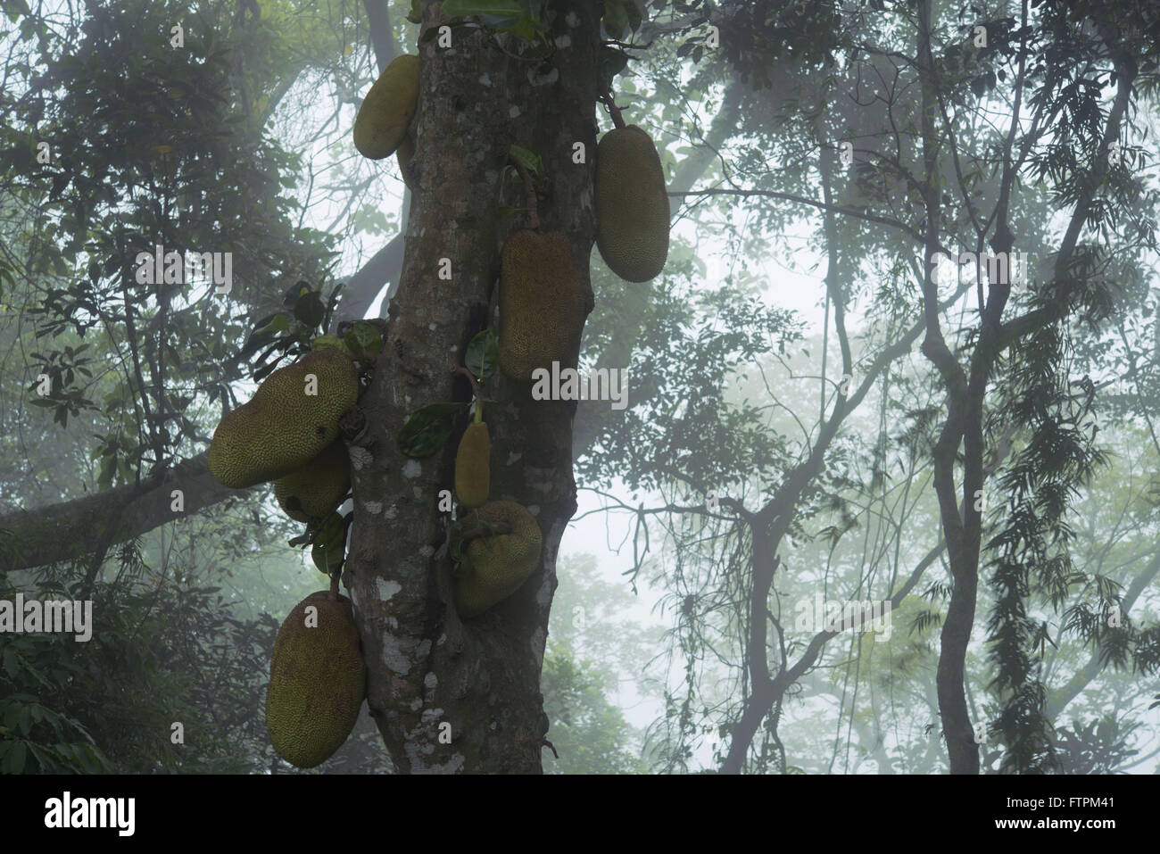 Veste avec des fruits dans la forêt de Tijuca National Park dans l'Alto da Boa Vista Banque D'Images