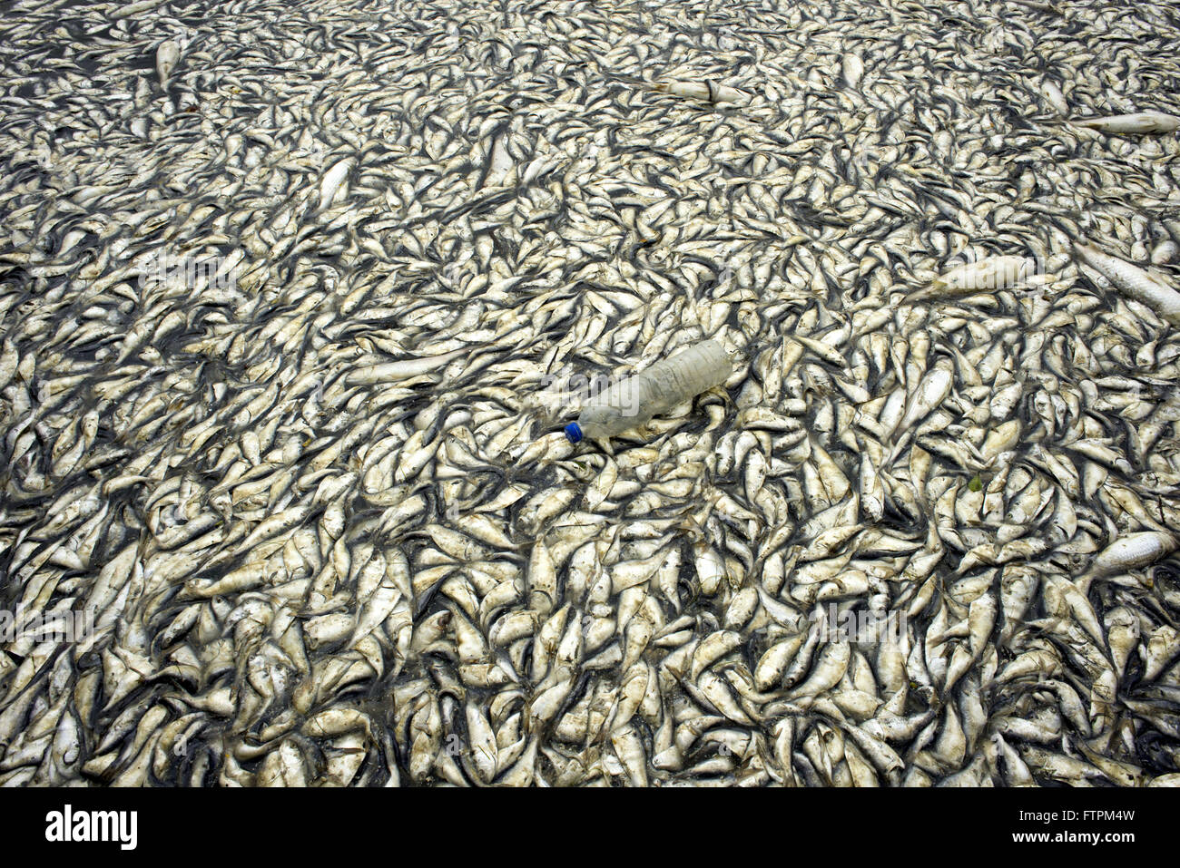 Les poissons morts Lagoa Rodrigo de Freitas Banque D'Images