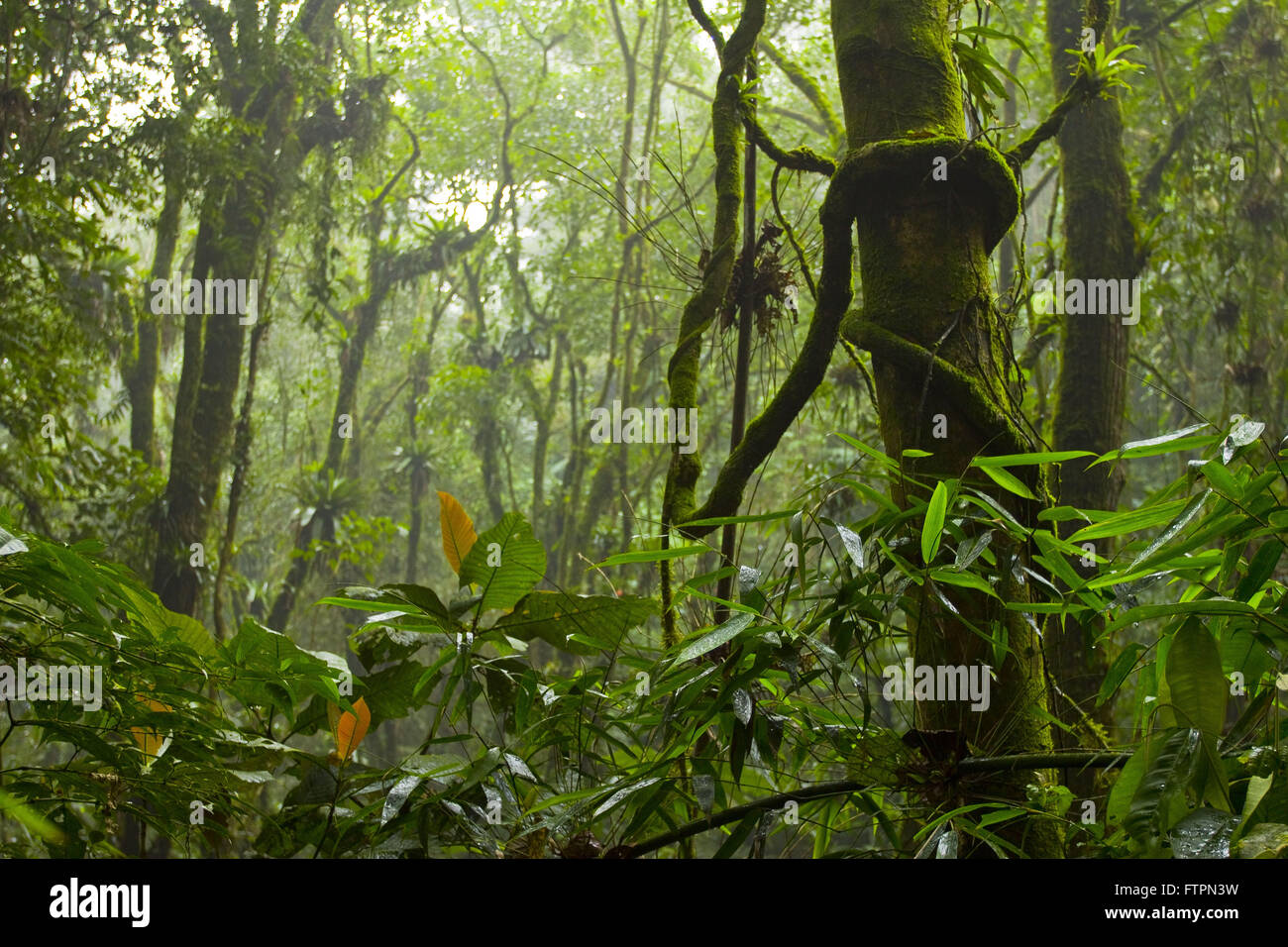 Forêt atlantique dans le Parc Naturel Municipal Springs Paranapiacaba Banque D'Images