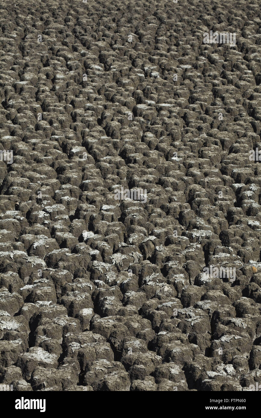 Plus de détails lit cow head - à sec à cause de la sécheresse Banque D'Images