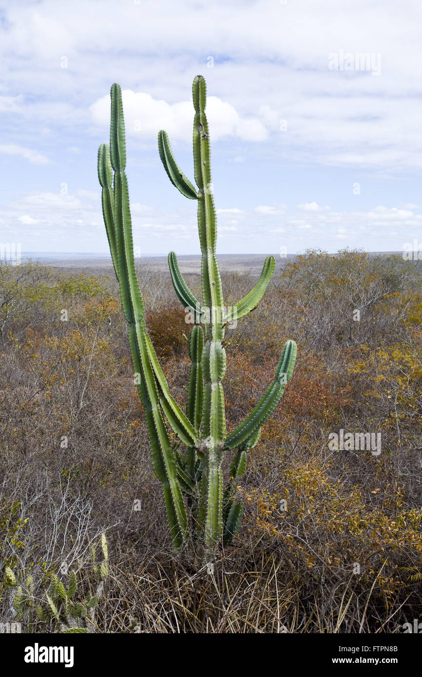 Cereus jamacaru Mandacaru - dans le paysage de savane dans backlands de Pernambuco Banque D'Images