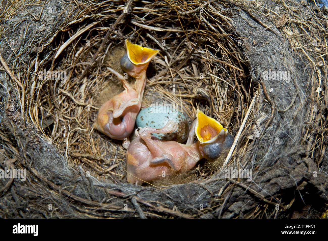 Nest orange - Turdus rufiventris savait - deux chiots d'aliments à manger Banque D'Images