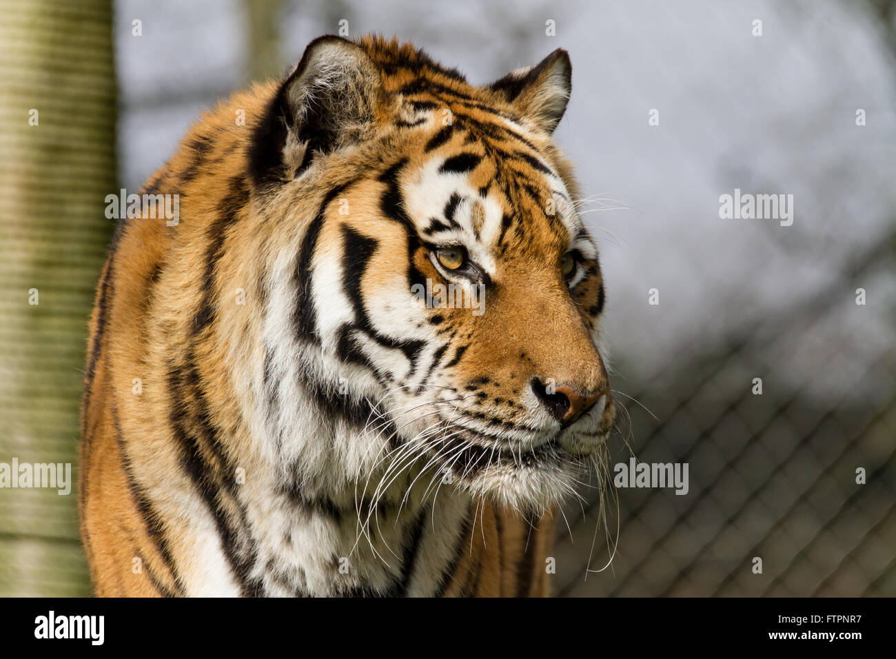 Un homme d'Amur Tiger dans un zoo. Banque D'Images