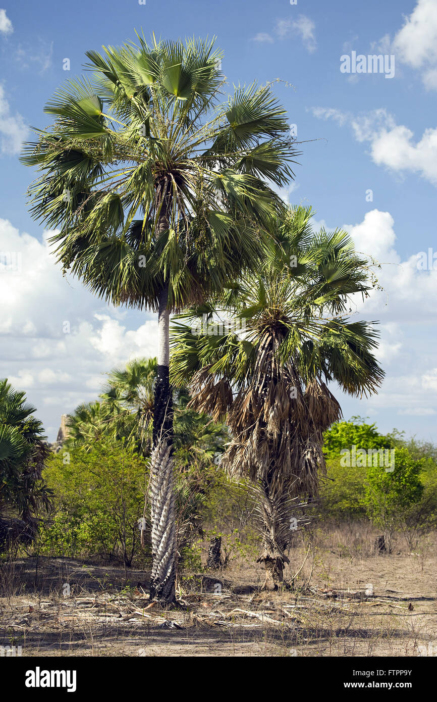 Palmiers Carnauba dans l'arrière-pays de Ceara bush Banque D'Images