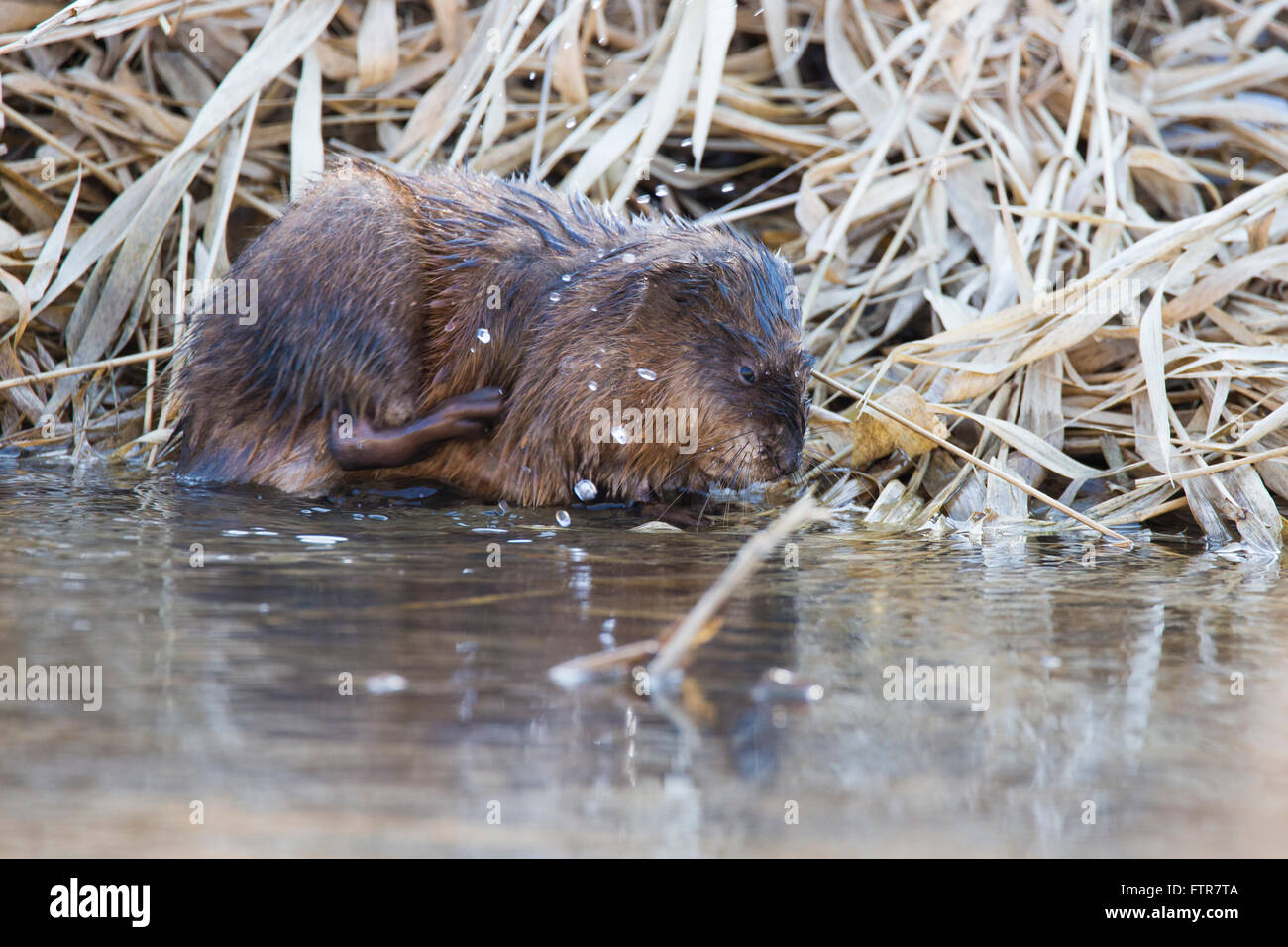 Le rat musqué (Ondatra zibethica) au printemps Banque D'Images