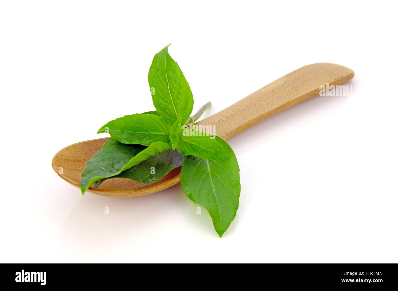 Sweet Feuille de BASILIC (Ocimum basilicum) isolé sur fond blanc. Banque D'Images