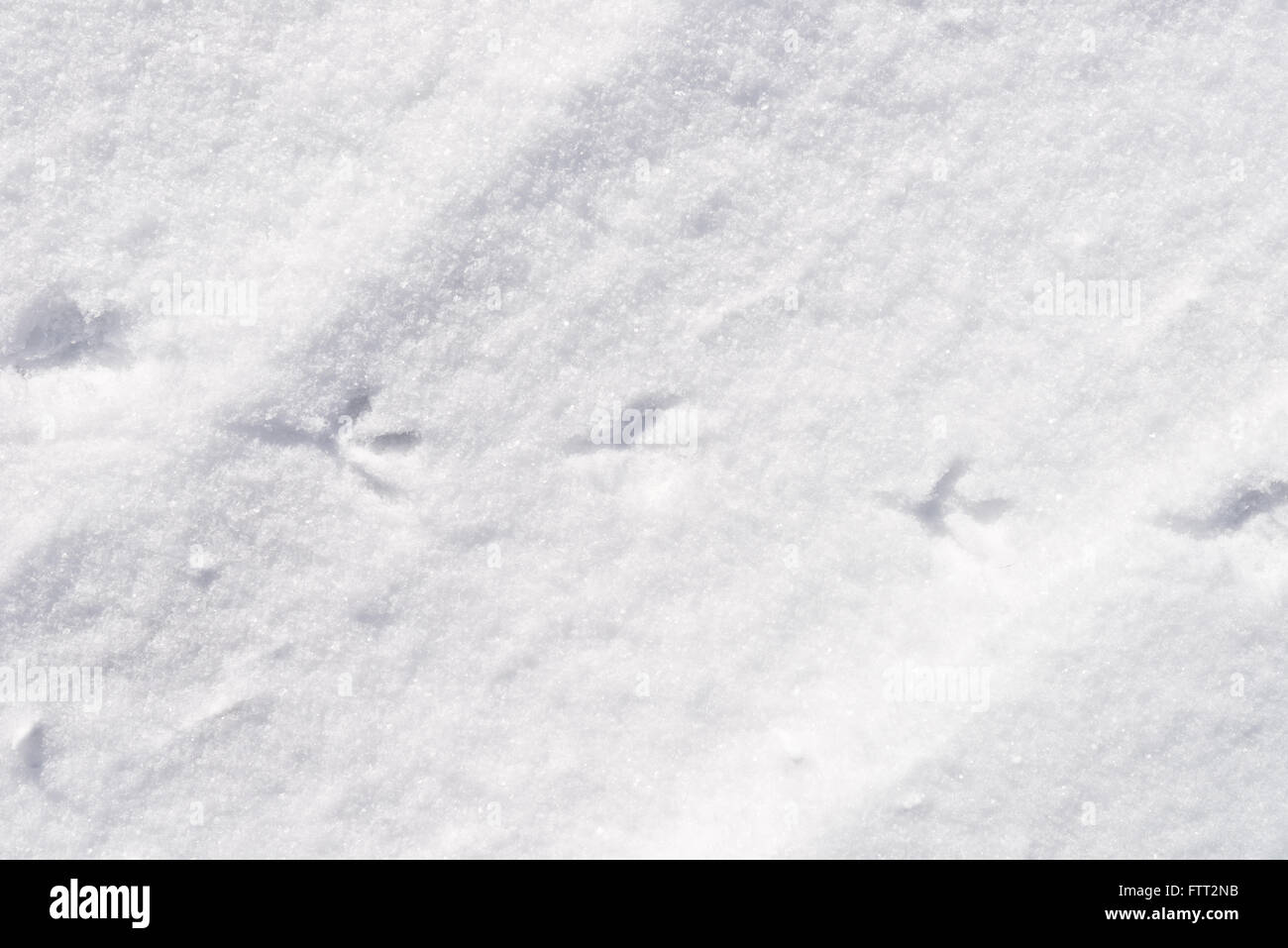 Des traces d'oiseaux dans la neige Banque D'Images