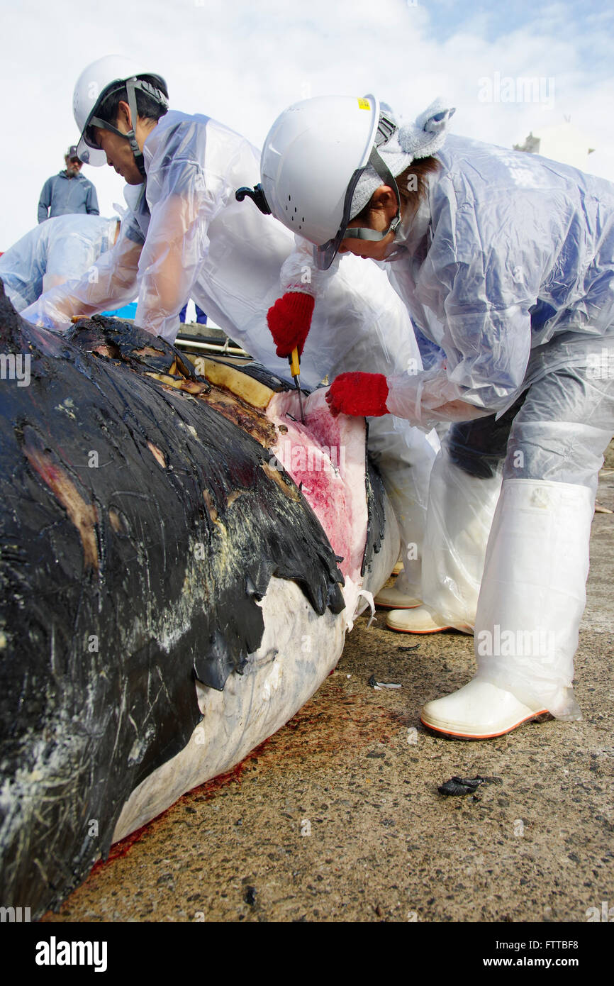 La dissection par Churashima Okinawa Centre de recherche de jeunes que la baleine à bosse près de Kadena, échoués sur Okinawa, Japon. 19/02/2016 Banque D'Images