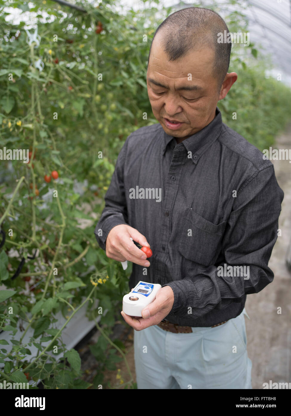 Numérique Atago, Brix, Pocket, Réfractomètres à main pour mesurer la douceur des tomates Banque D'Images