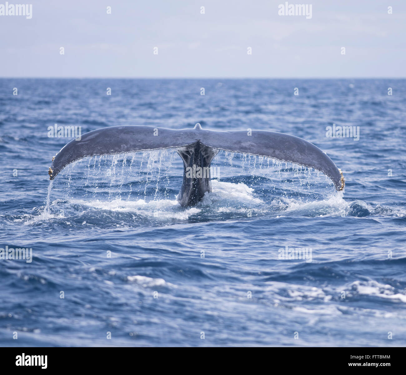 Les baleines à bosse au large de la côte de Motobu, Okinawa, Japon Banque D'Images
