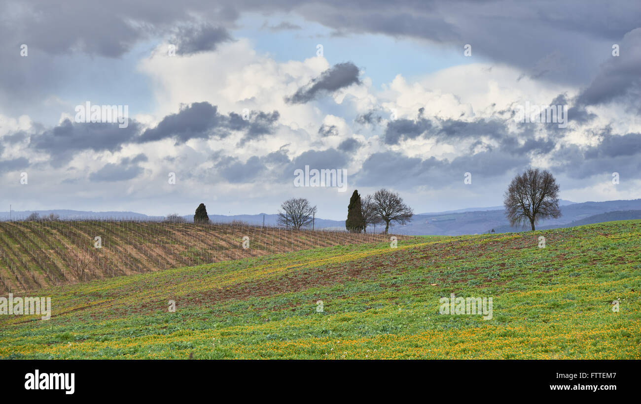Paysage de champs agricoles dans la région de Toscane en Italie. Banque D'Images