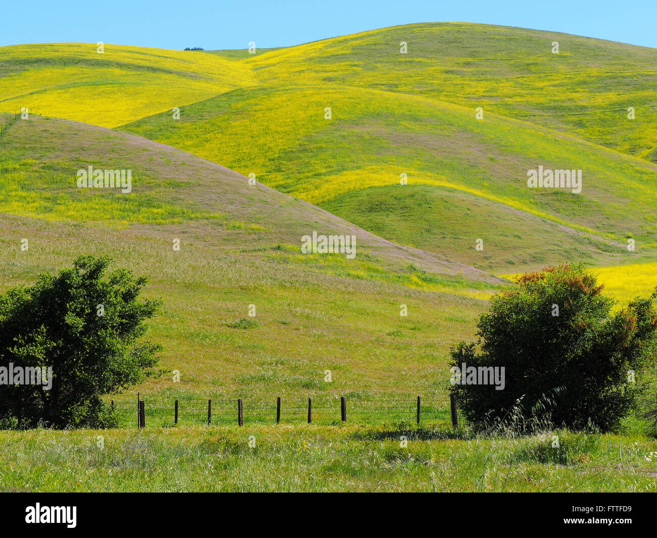 Fleurs sauvages sur des collines ondulantes Banque D'Images