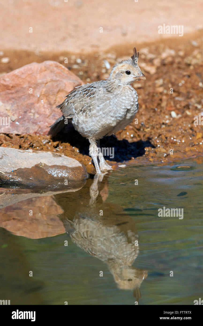 La caille de Gambel Callipepla gambelii Amado, dans le comté de Santa Cruz, Arizona, United States 3 juin potable immatures. Phasiani Banque D'Images