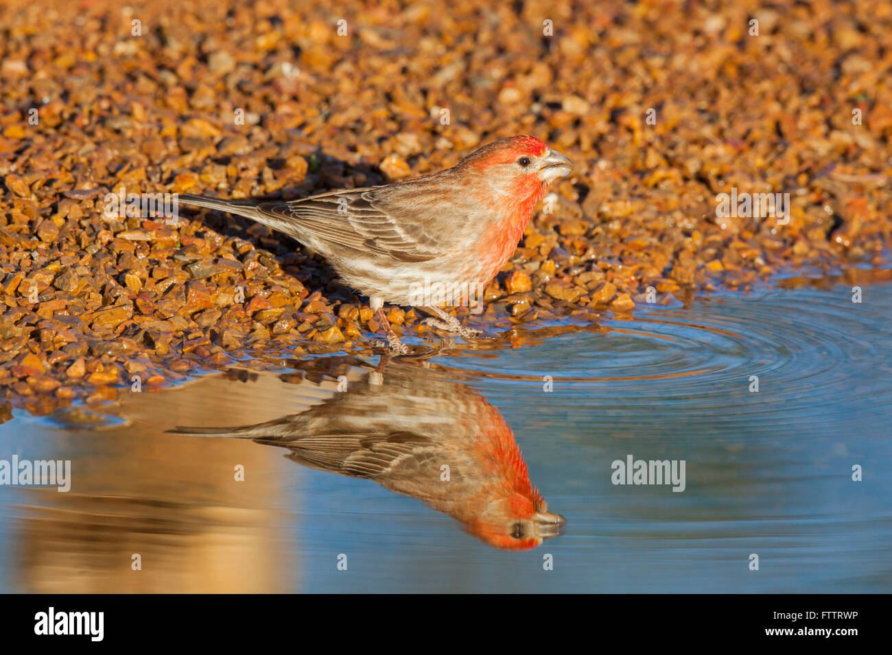 Roselin familier Carpodacus mexicanus Amado, dans le comté de Santa Cruz, Arizona, United States 7 mâle adulte peut boire. Frin Banque D'Images