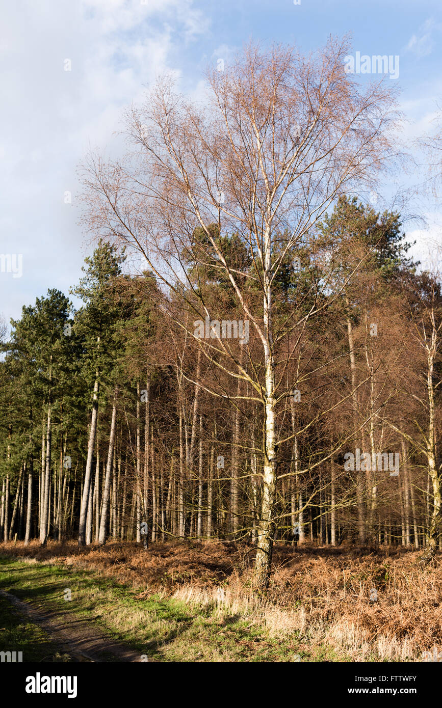 Misk Hills ,Hucknall Dorset, Royaume-Uni. Banque D'Images