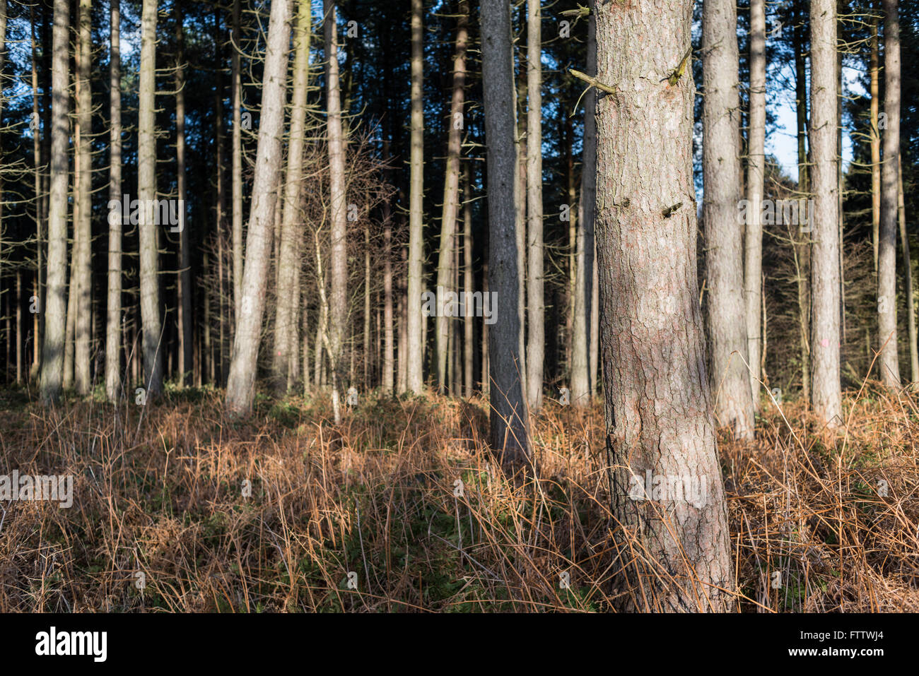 Misk Hills ,Hucknall Dorset, Royaume-Uni. Banque D'Images