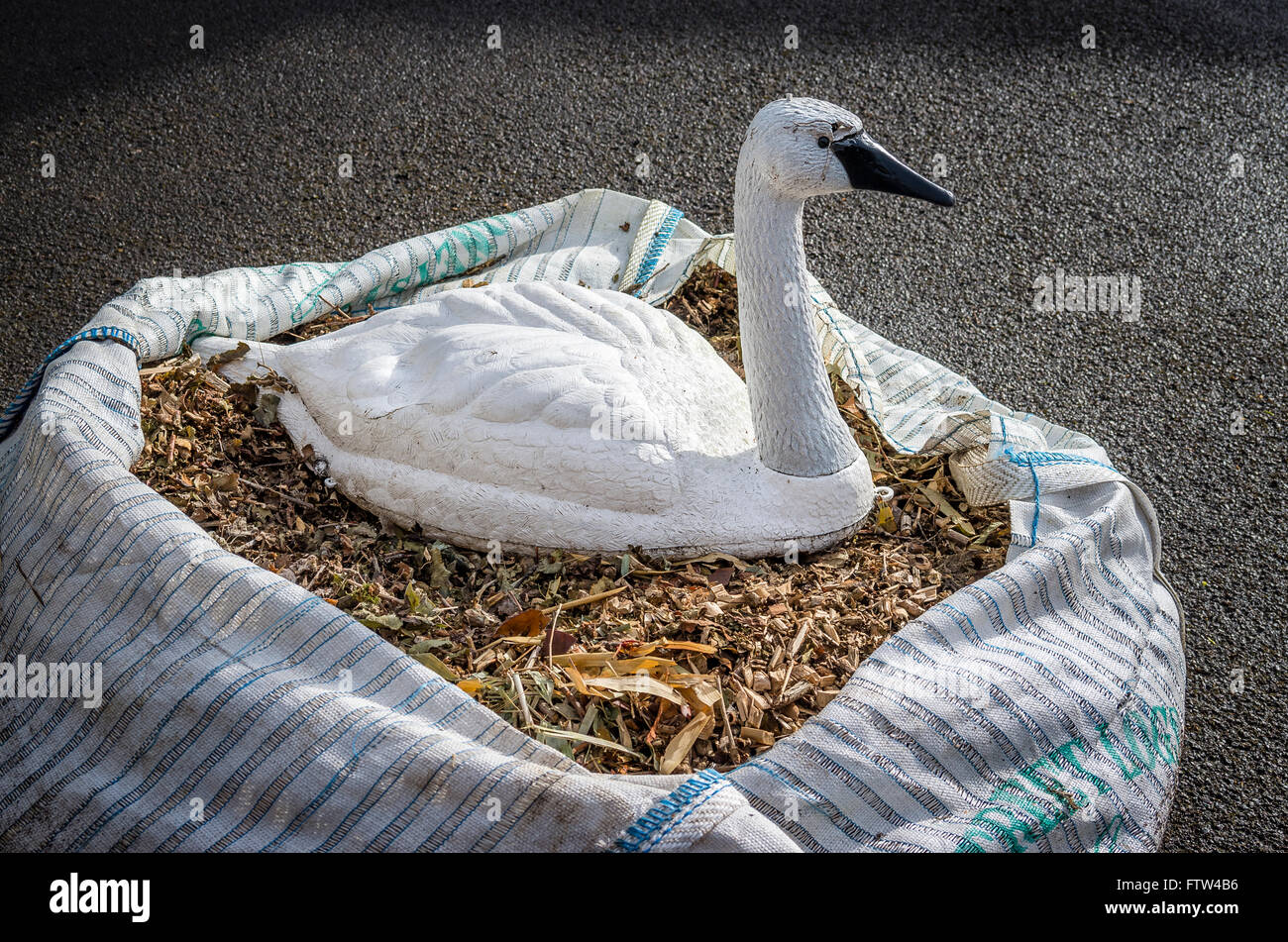 Jardin en plastique Sac de swan sur shreddings bois suggérant un oiseaux nicheurs Banque D'Images