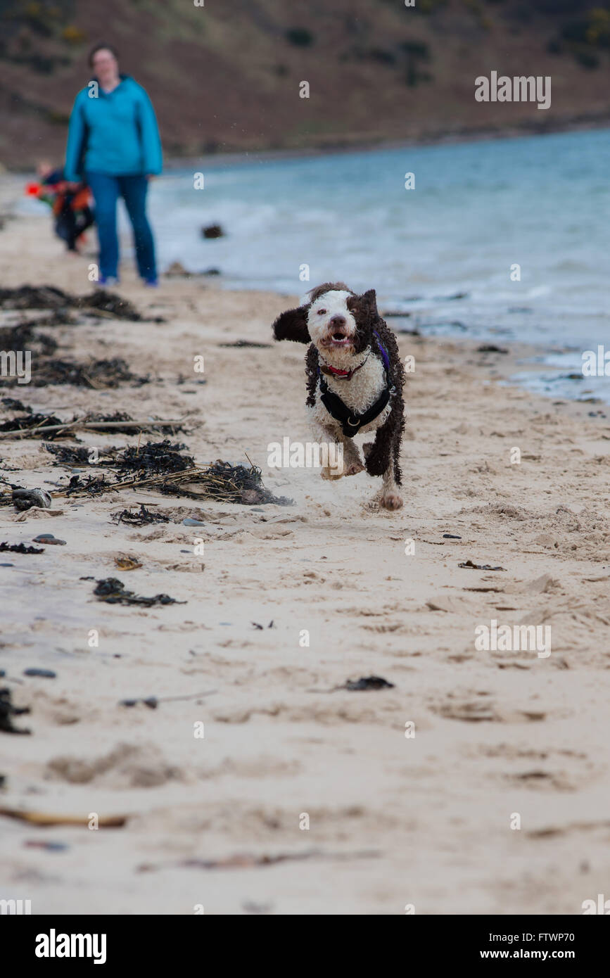 Chien d'eau espagnol fonctionnant en bas nigg beach avec le propriétaire à regarder en arrière-plan Banque D'Images