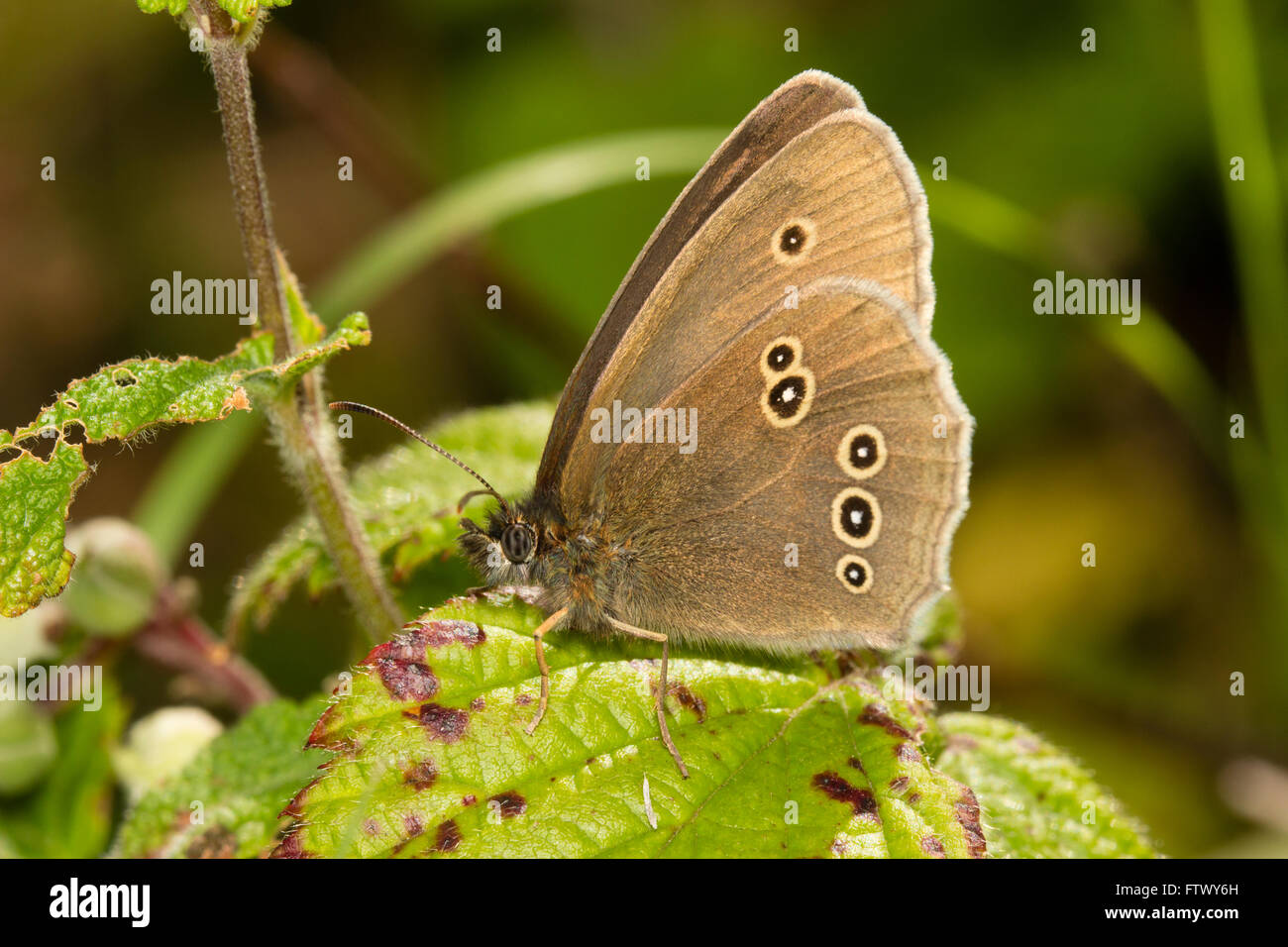 Un papillon mâle au repos, Aphantopus hyperantus Banque D'Images
