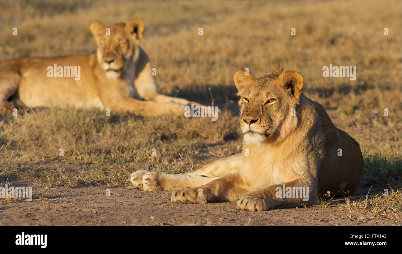 Les lions d'Afrique dans la lumière du matin Banque D'Images
