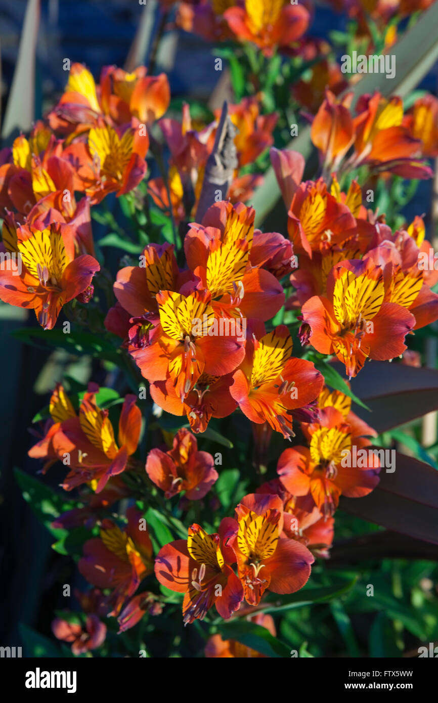 Lilly orange profond comme des fleurs sur le bord d'un jardin dans la région des Cotswolds. Banque D'Images