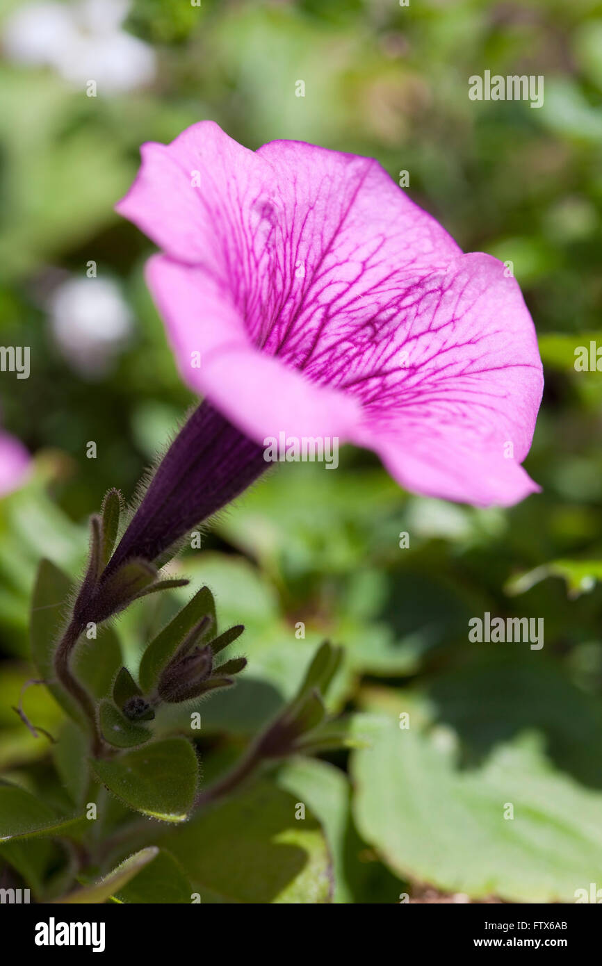 Une Grande Rose Fleurs En Forme De Trompette Dans Un Jardin