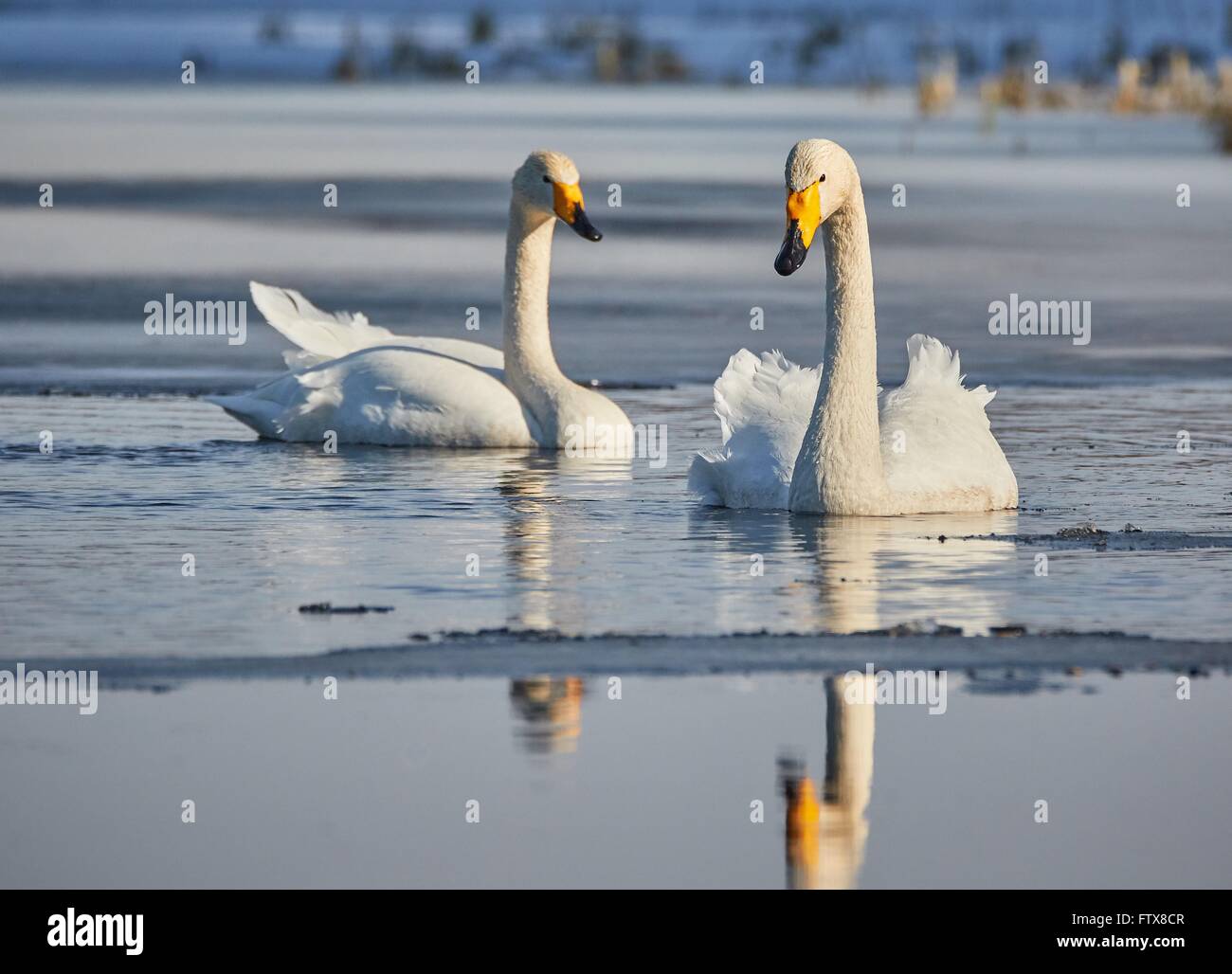 Cygne chanteur (Cygnus cygnus) couple swimming in lac glacé au printemps en Finlande. Banque D'Images