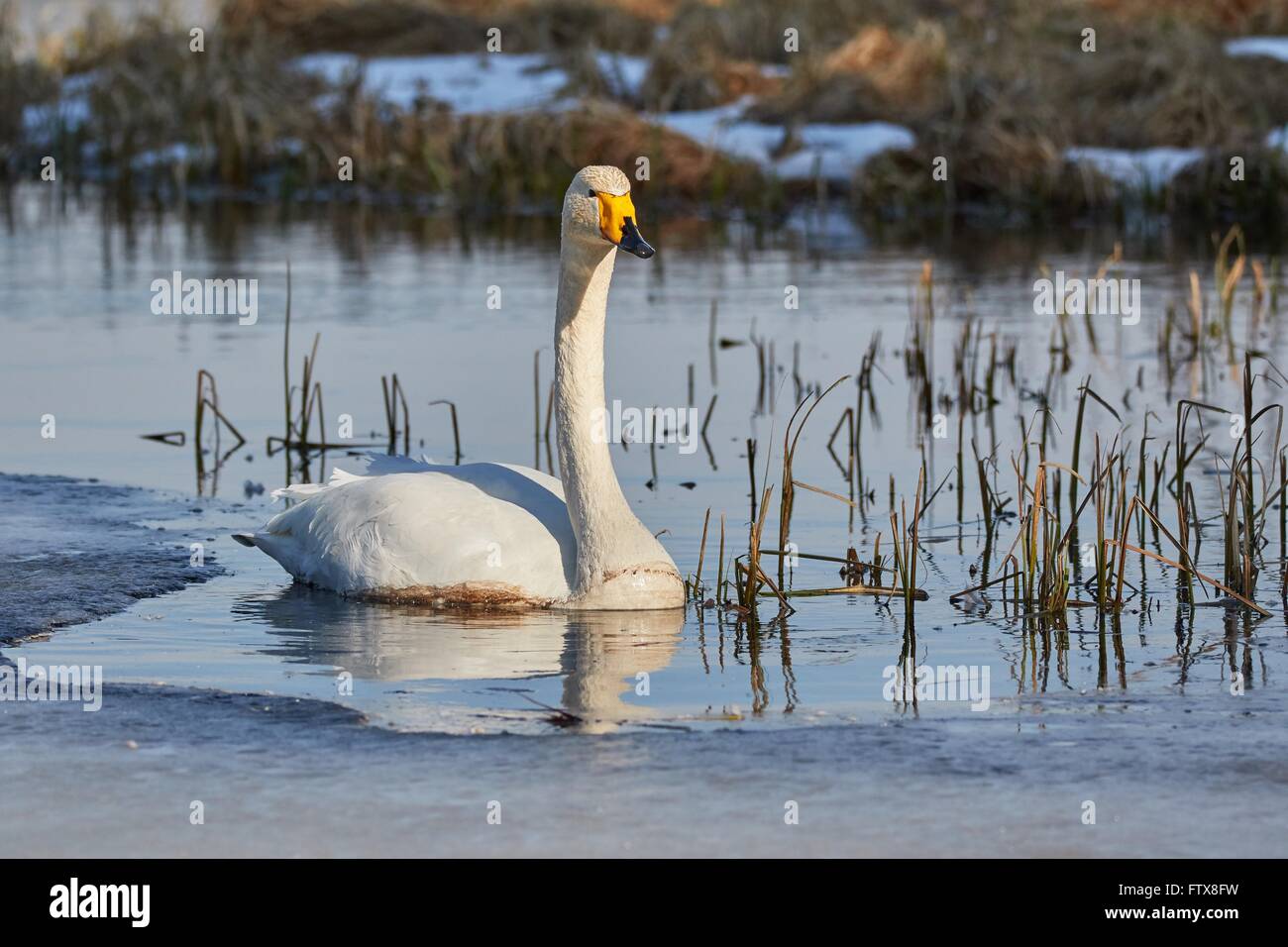 Cygne chanteur (Cygnus cygnus) natation en lac glacé au printemps en Finlande. Banque D'Images