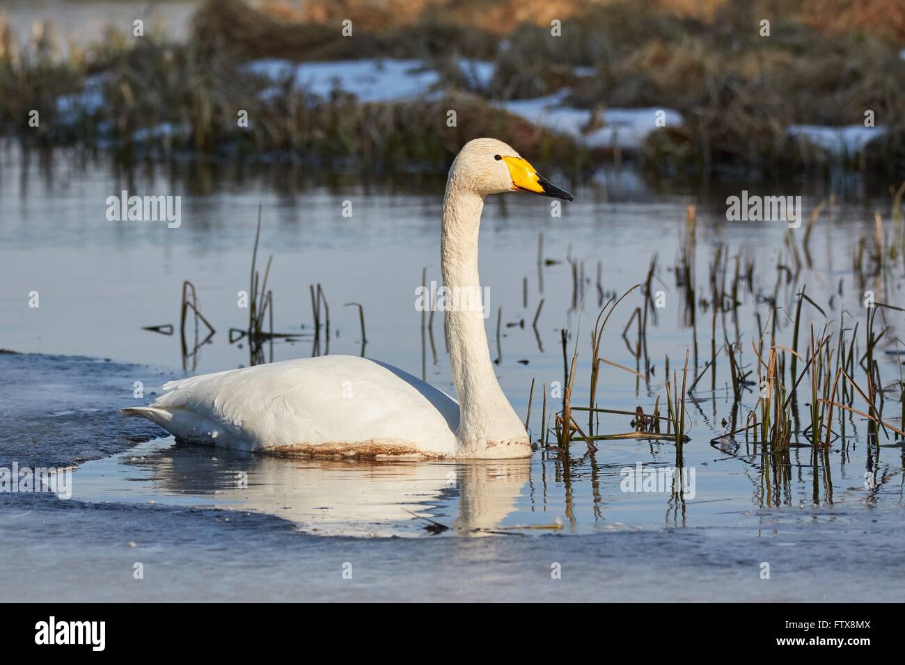 Cygne chanteur (Cygnus cygnus) natation en lac glacé au printemps en Finlande. Banque D'Images