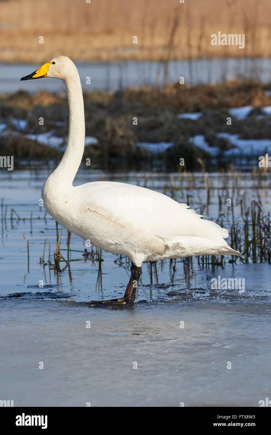 Cygne chanteur (Cygnus cygnus) debout sur le bord de la glace au lac gelé en Finlande au printemps. Banque D'Images