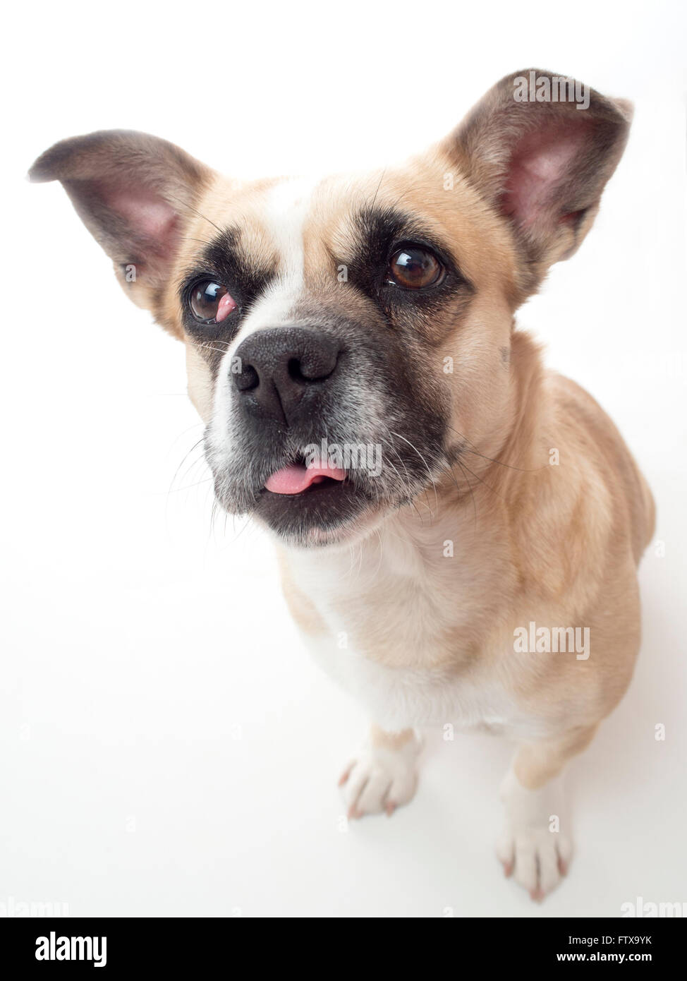 Chien, animal de compagnie, chien, branche, Jack Russell Terrier, Banque D'Images