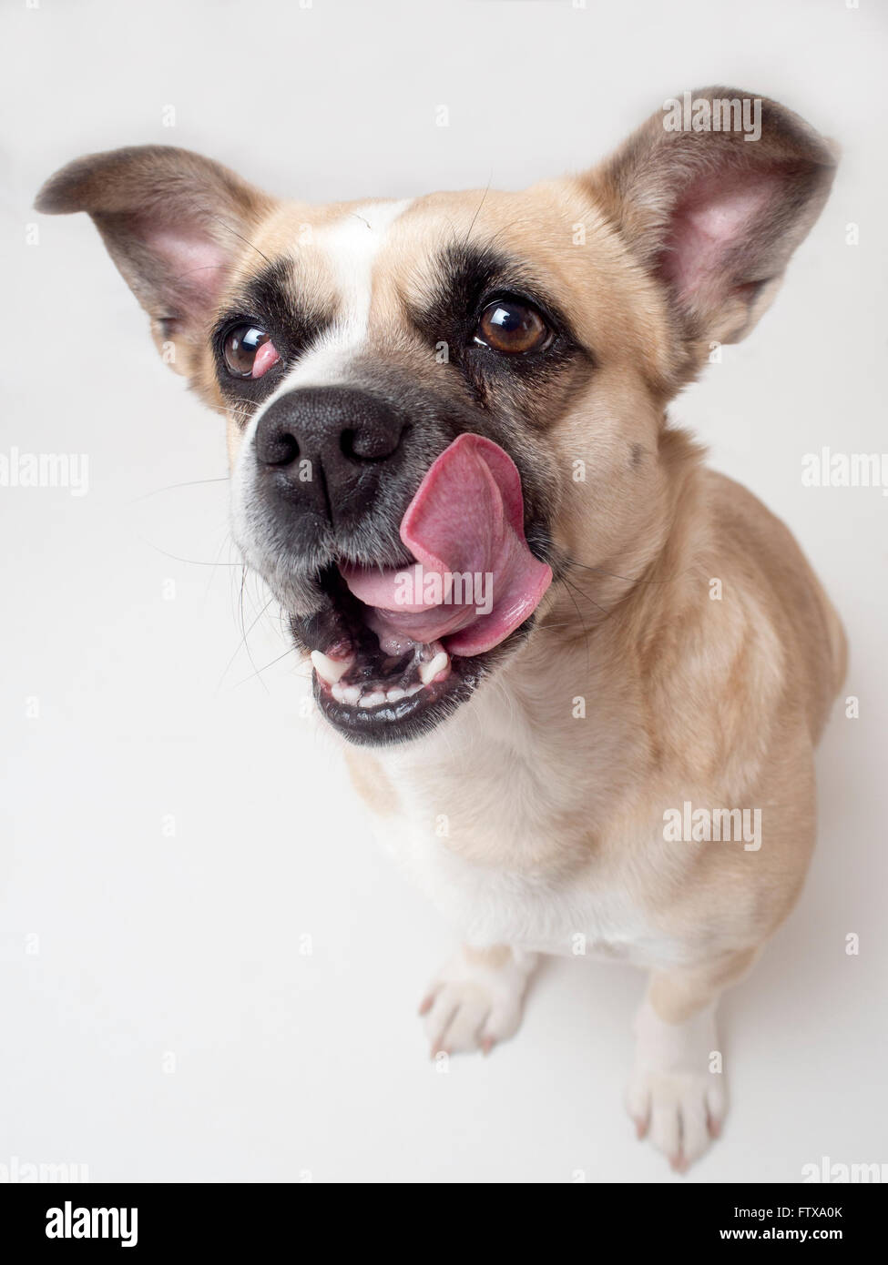 Chien, animal de compagnie, chien, branche, Jack Russell Terrier, Banque D'Images