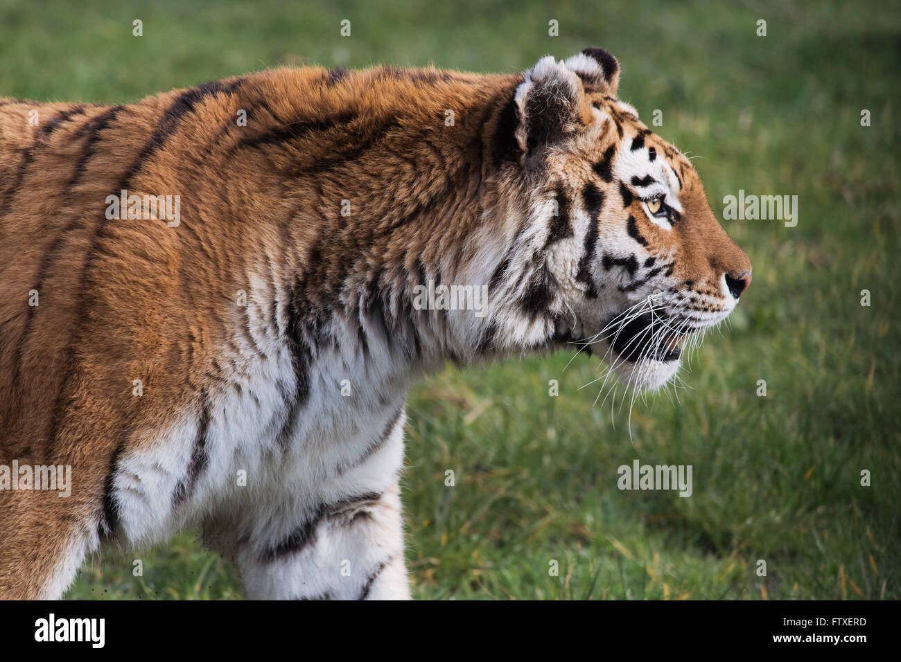 Un tigre pendant temps d'alimentation à Longleat Safari Park Banque D'Images