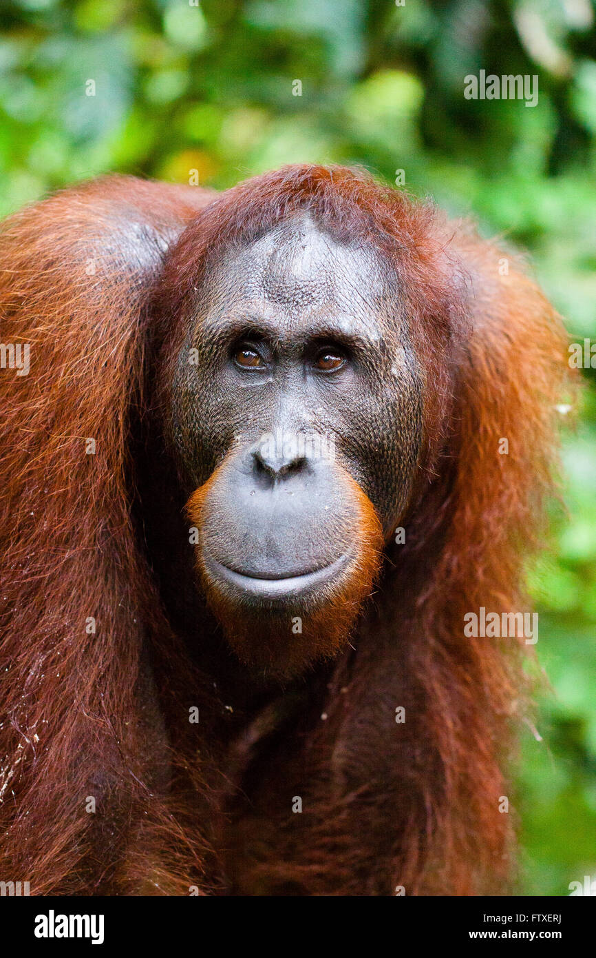SABAH, Bornéo Malaisien 18-year-old orang-outan (Pongo pygmaeus) photographiée à l'orang-outang Rehabilitation Centre, à Sepilok. Banque D'Images