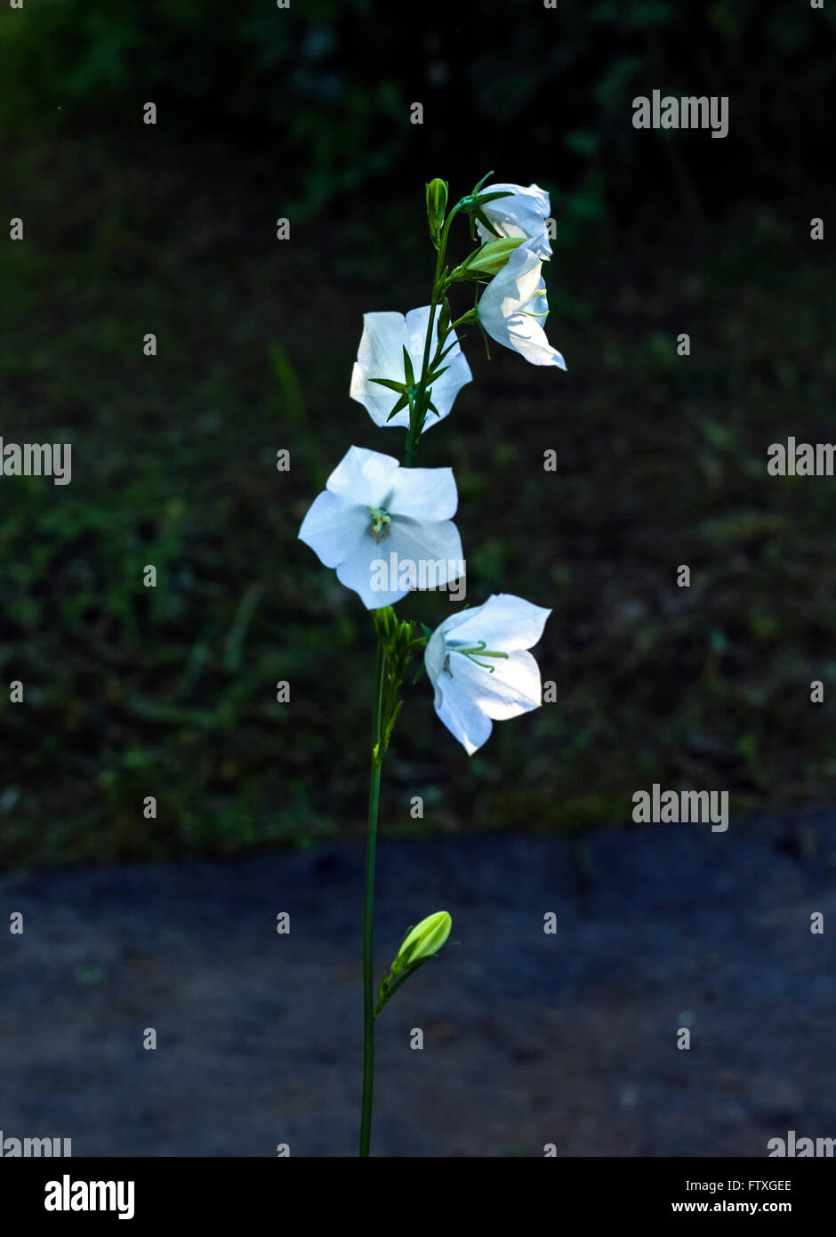 Beau jardin de fleurs blanches campanula Bell dans le coucher du soleil Banque D'Images