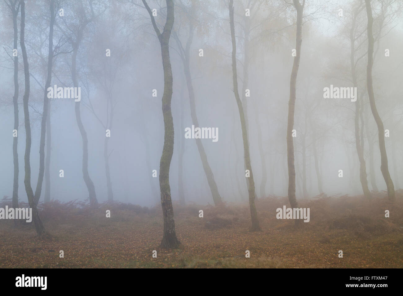 Misty Morning on Stanton Moor, Peak District, Derbyshire, Angleterre, Royaume-Uni Banque D'Images