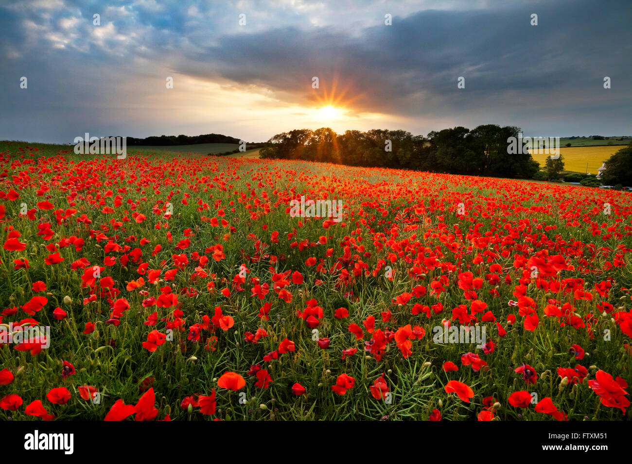Champ de coquelicots rouges en été, Cranborne, Dorset, Angleterre, Royaume-Uni Banque D'Images