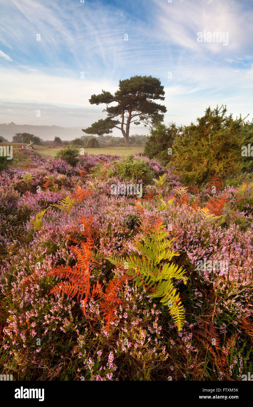 Lever de soleil en fin d'été à Bratley View, New Forest, Hampshire, Angleterre, Royaume-Uni Banque D'Images