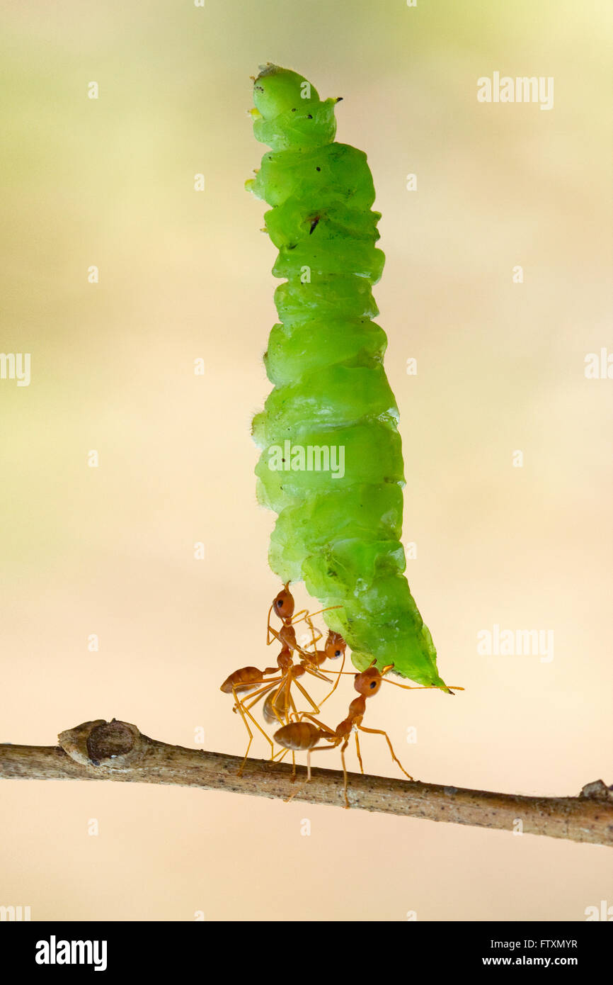 Trois fourmis transportant une chenille, Indonésie Banque D'Images